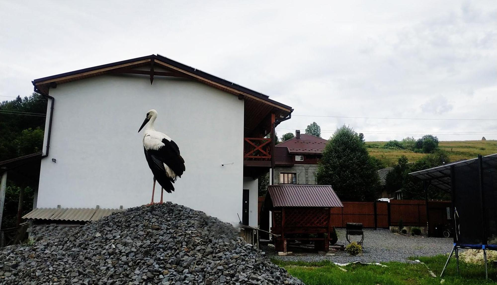 Nestg Guest House Fülöpfalva Kültér fotó